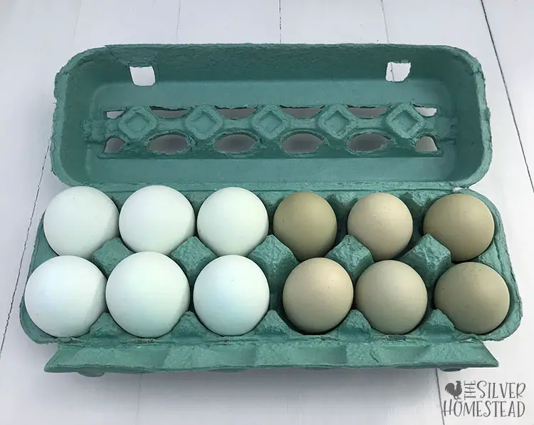 Prairie Bluebell Egger blue eggs and olive eggs together in a teal pulp egg carton olive egger vibrant bright blue egg layer heterozygous easter egger guaranteed blue egg layer breed pullet hen rare feather colors blue eggs
