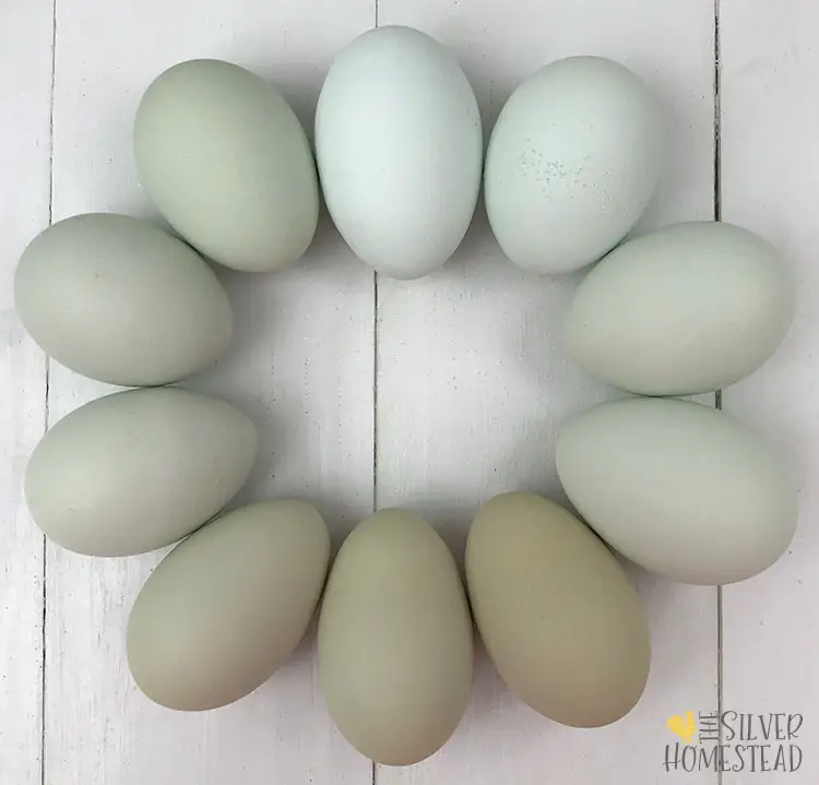 a ring of blue, green, sage and olive colored chicken eggs