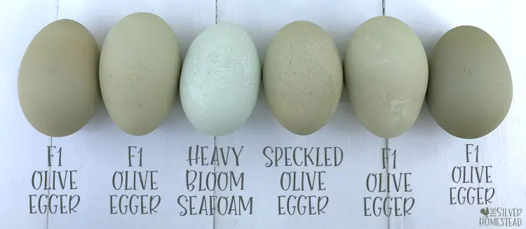 speckled olive eggs F1 F2 F3 F4 F5 F6 F7 F8 funky chicken egg colors