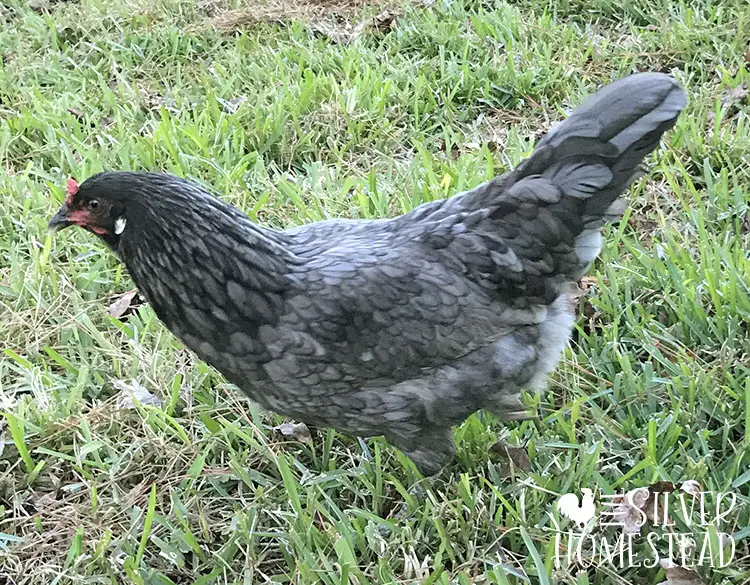 Gray Whiting True Blue laying hen pullet purebred