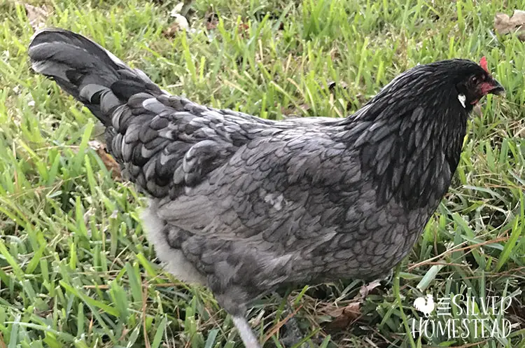 purebred Whiting True Blue hen silver homestead gray feathers pea comb lays blue egg