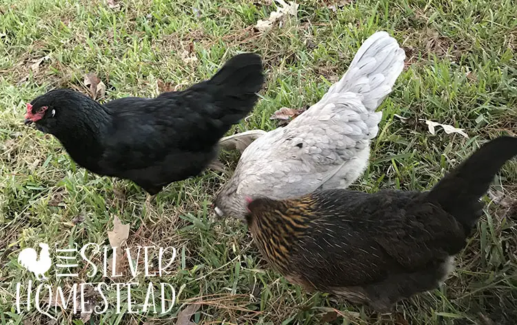 Whiting True Blues hens chicks eggs