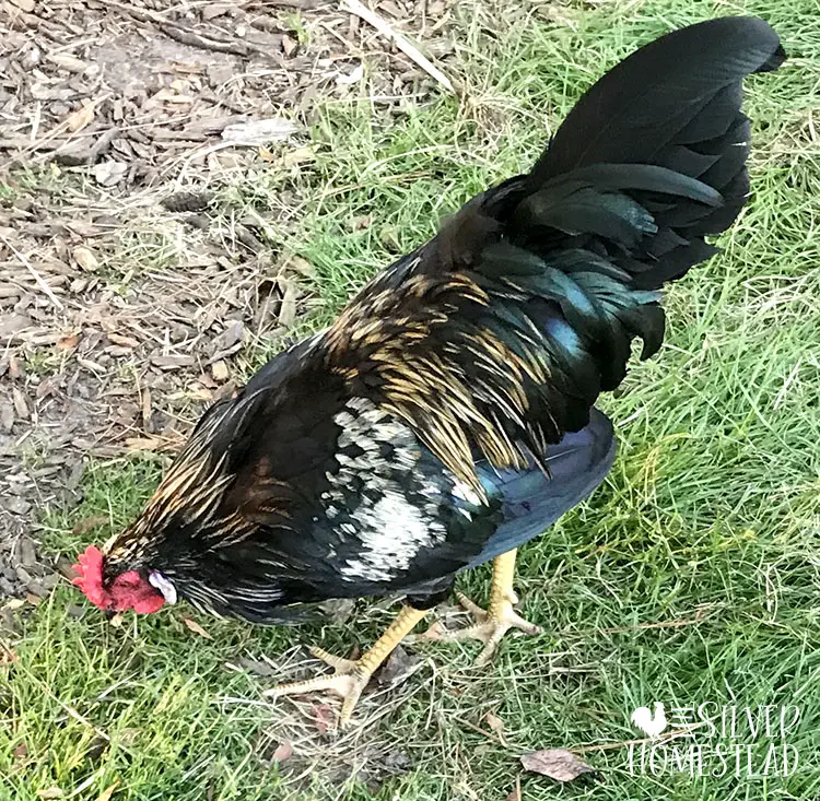 purebred whiting true blue rooster with black feathers