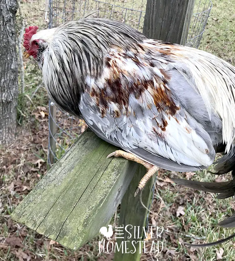 Whiting True Blue rooster in shades of white, gray and rust feather colors