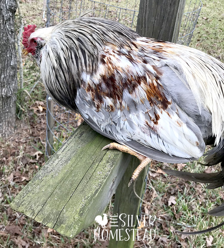 Olive Rooster Hackle Feathers - Bulk lb