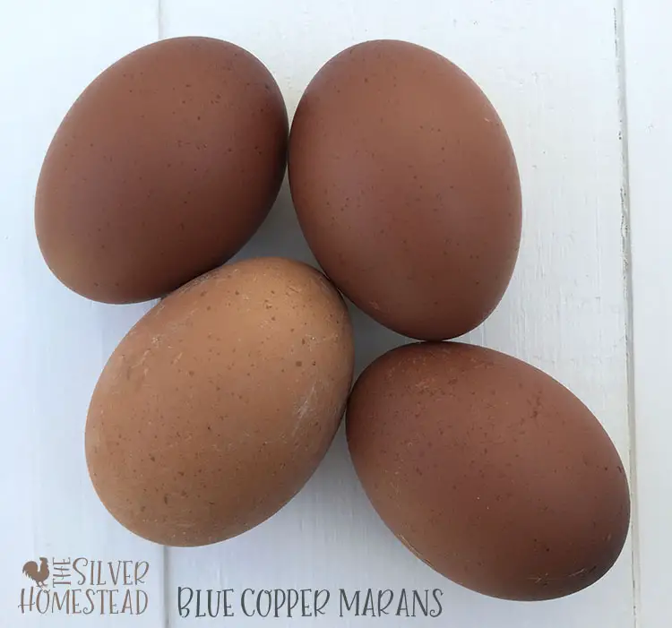 blue copper marans dark chocolate brown eggs pictures pic photo image labeled backyard chicken egg colors by breed speckled freckled speckles