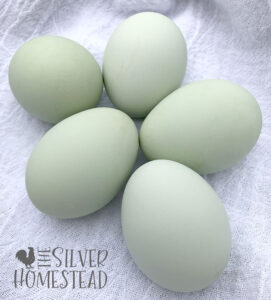 Hatchery Colored Egg Layers - Silver Homestead