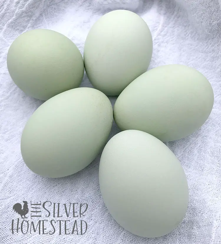pastel green chicken eggs laid by Bright Layer Easter Egger hens bred by the Silver Homestead