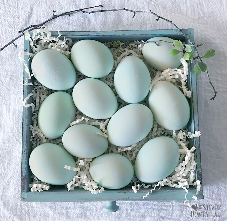 purebred whiting true blue and prairie bluebell egger eggs in a small blue tray