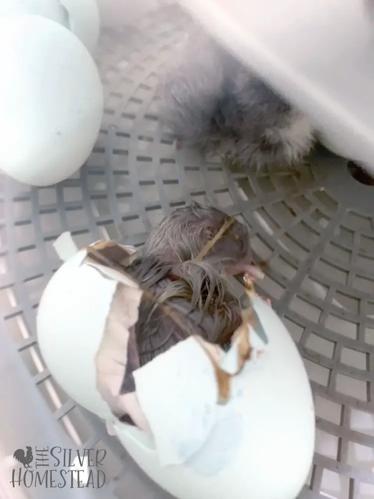 Chicks hatching in Nurture Right 360 incubator Whiting True Blue hatching eggs chicks