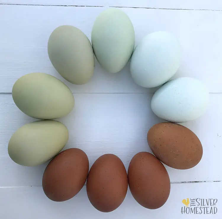 circle of colored eggs