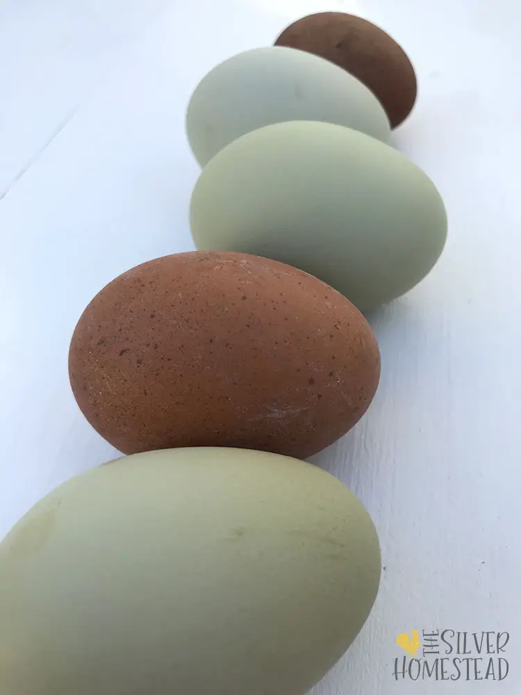 speckled olive eggs cocoa egg moss egg spearmint egg sage egger F1 F2 F3 F4 F5 F6 F7 F8 F9 heavy bloom gray egg army green egg