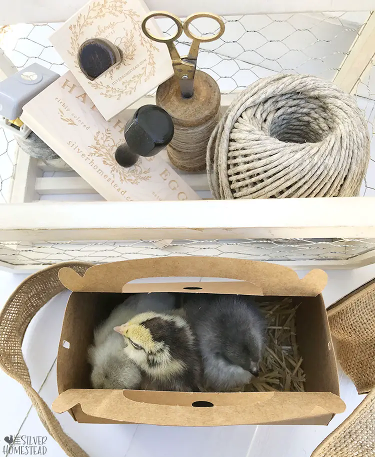make your own pet bird chicken chick carrier box air holes custom chick carriers