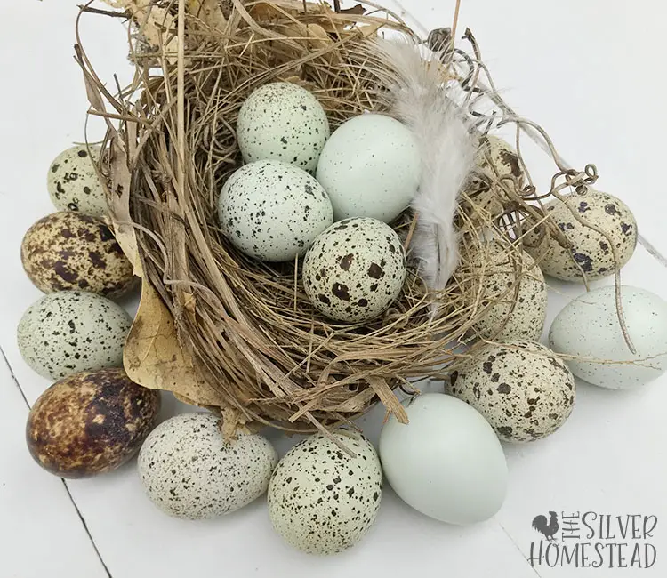 speckled celadon quail eggs in a nest
