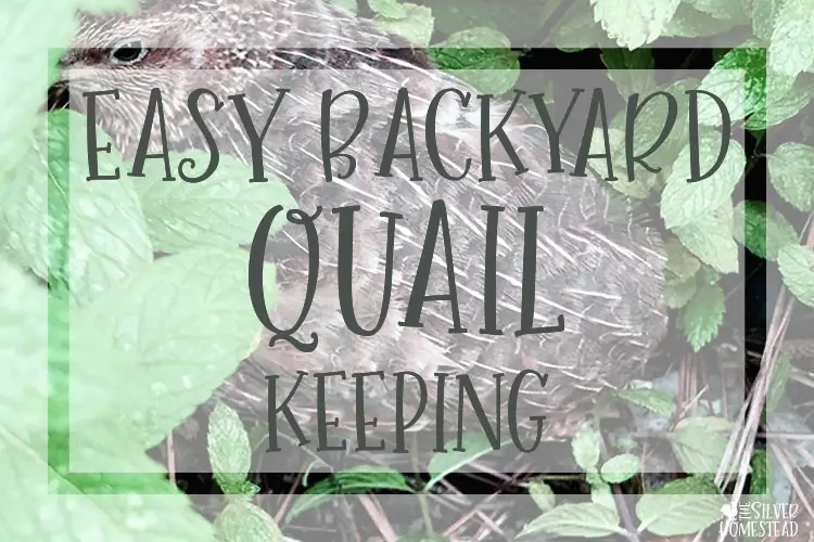 easy backyard coturnix quail keeping