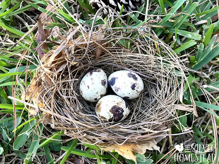 cotrunix quail eggs in wild bird nest speckled cream quail eggs