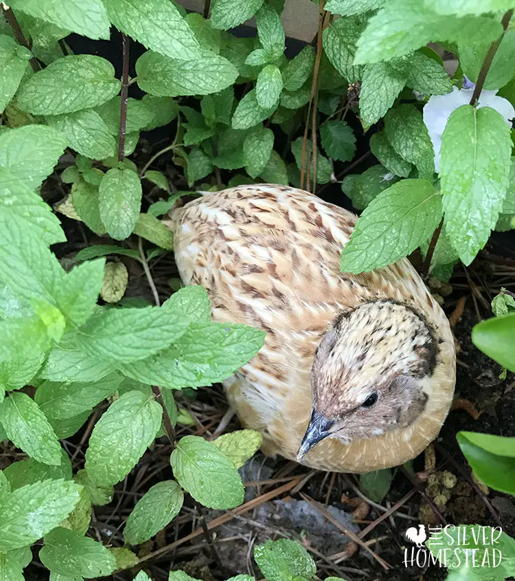 Quail Ground Pen keeping coturnix quail on the ground celadon eggs  italian rooster