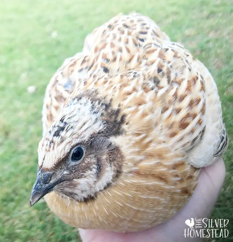 italian cotrunix quail rooster male