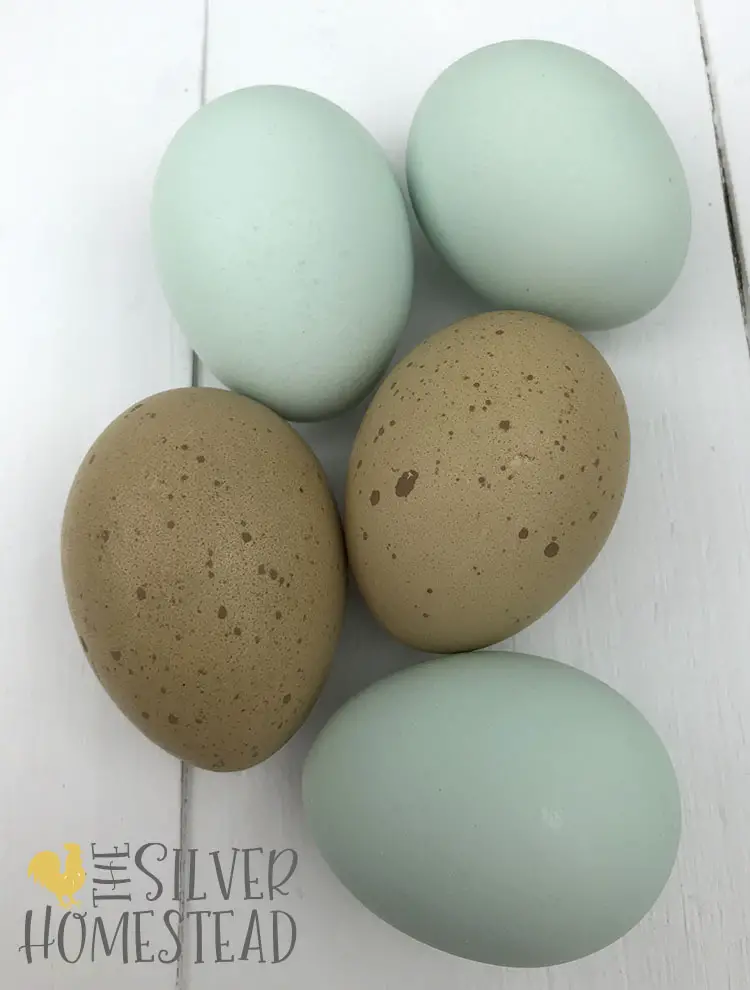 Whiting True Blue eggs and Whiting True Blue Welsummer Speckled Olive Eggs