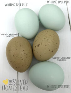 Chicken Egg Colors by Breed - Silver Homestead