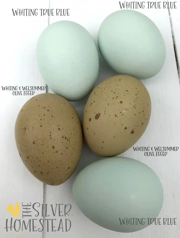 Purebred whiting true blue eggs crossed with welsummer speckled olive eggs egger Whiting x Welsummer cross chicks eggs chicken egg colors by breed labeled egg pictures pics photos images backyard chickens