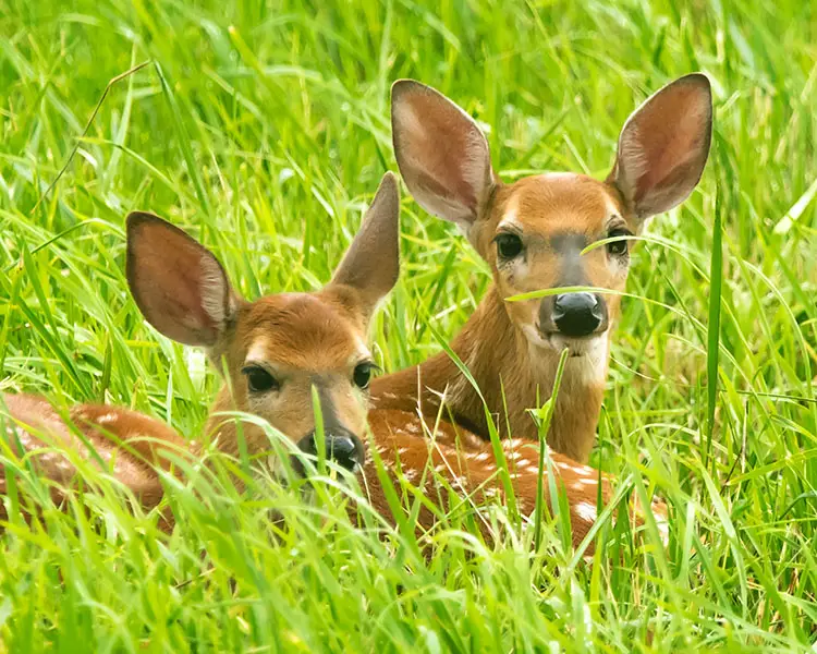 twin white tail deer fawns lying in green grass in Texas