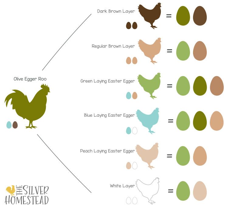 How to breed for Egg Color Silver Homestead