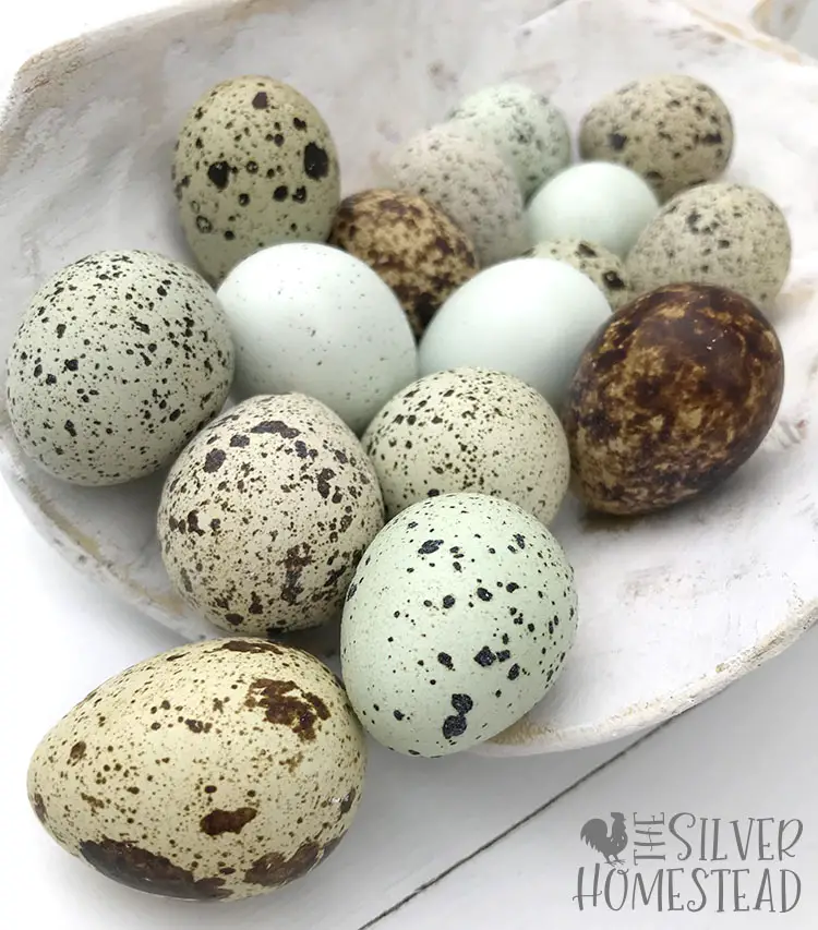 speckled celadon coturnix quail eggs blue green brown speckling freckles rare color japanese quails