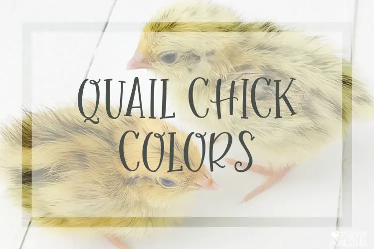Quail Chick Colors