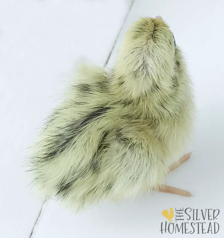 Pearl fee coturnix quail chick picture
