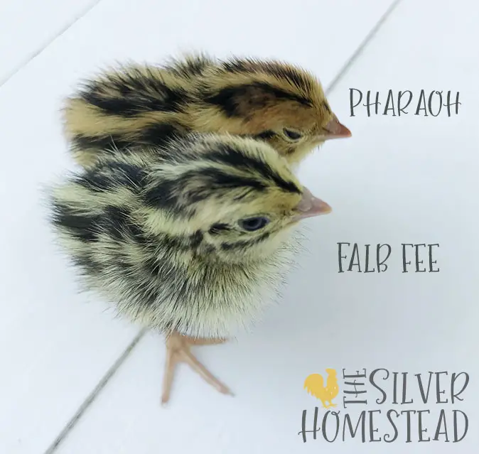cotrunix Quail Chick Colors pharaoh next to comapred falb fee chick pictures labeled
