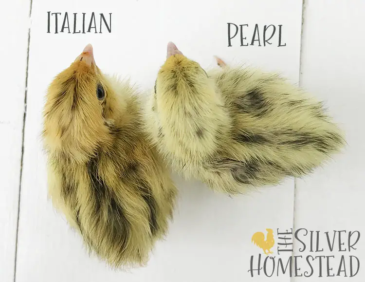 coturnix quail italian vs compared to pearl fee chick labeled pictures