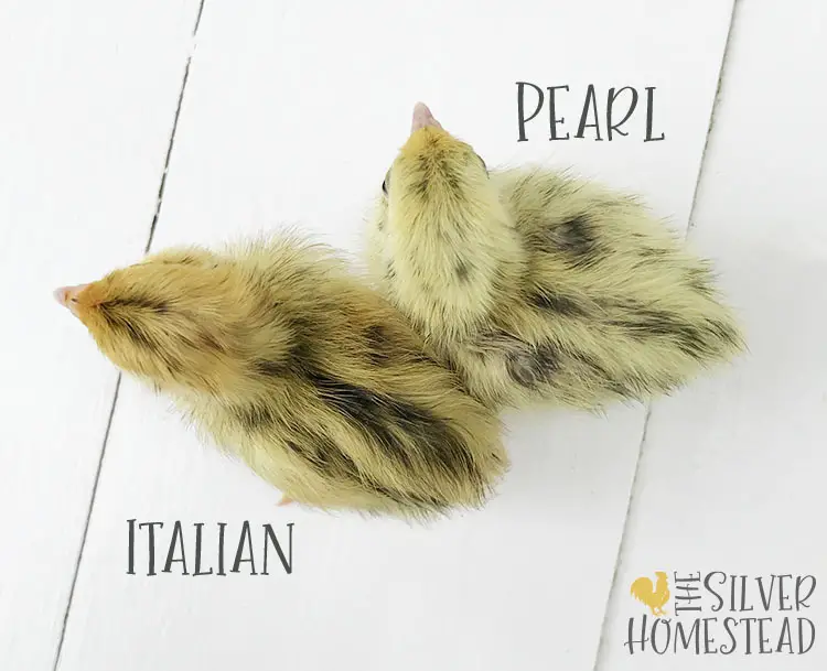 coturnix quail italian vs compared to pearl fee chick labeled pictures side by side
