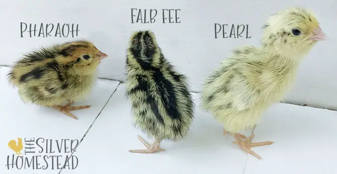 cotrunix Quail Chick Colors italian pearl red range pharaoh falb fee chick pictures labeled