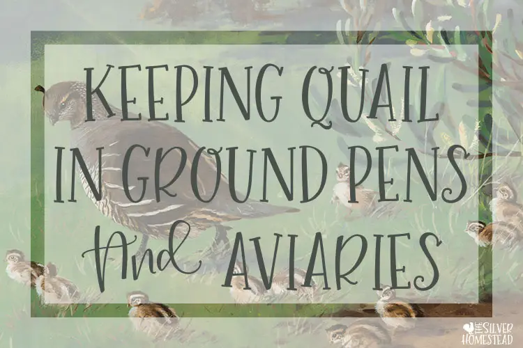 keeping quail in ground pens and aviaries