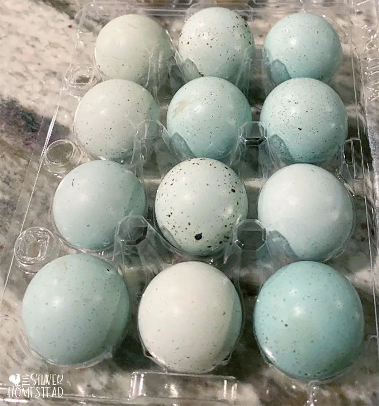 speckled celadon quail eggs blue coturnix quail bright blue celadon eggs