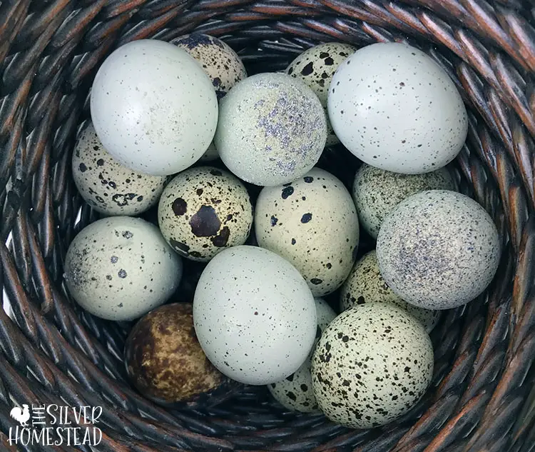 speckled celadon coturnix quail eggs speckling blue green olive quail eggs
