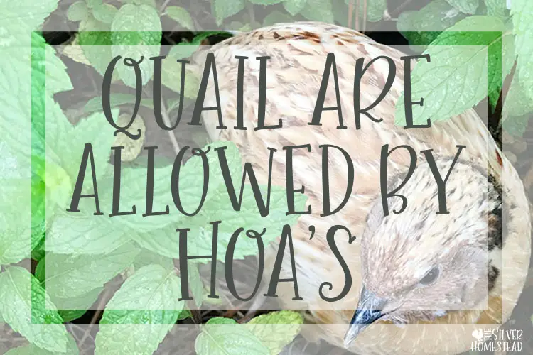 coturnix quail are allowed by HOAs