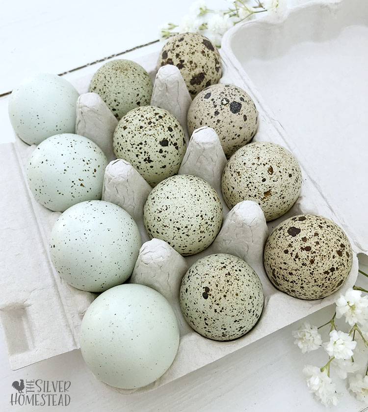 speckled cleadon coturnix quail eggs