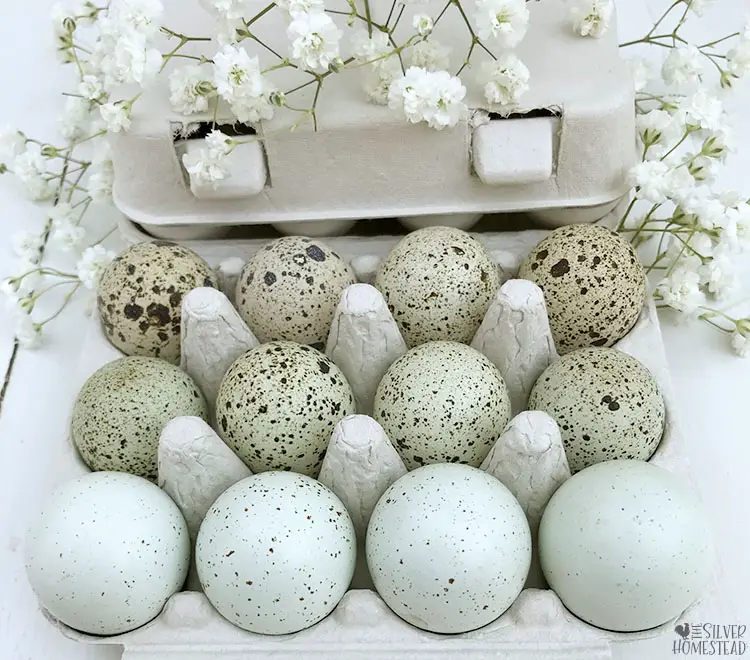 0,27 €/ST 15 Real QUAIL eggs Pale Pastel Green Eggs Dot Eggs dekoei 3cm 