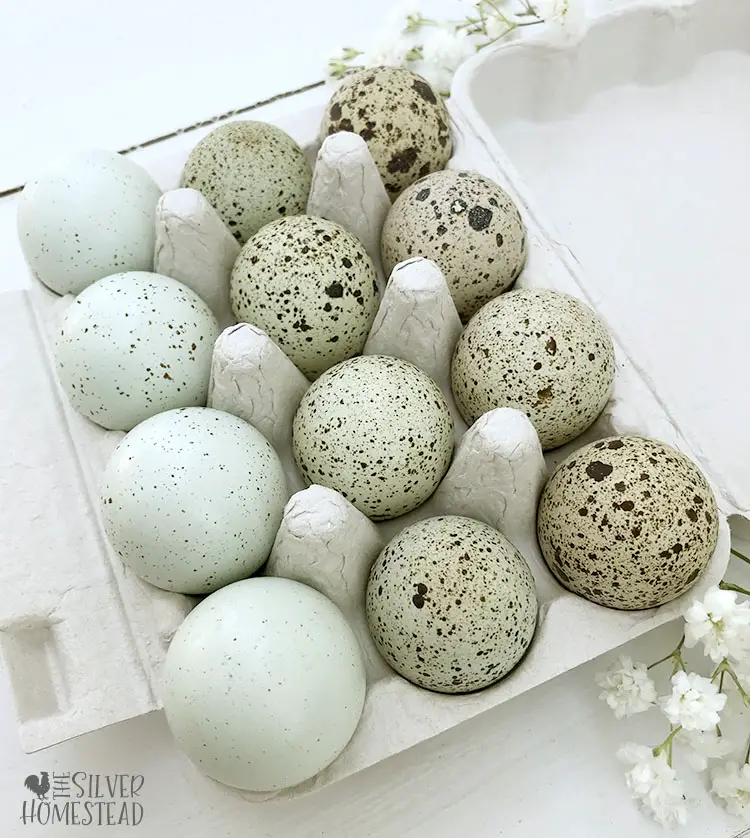 speckled celadon eggs breed jumbo celadon laying hens easter egger quail