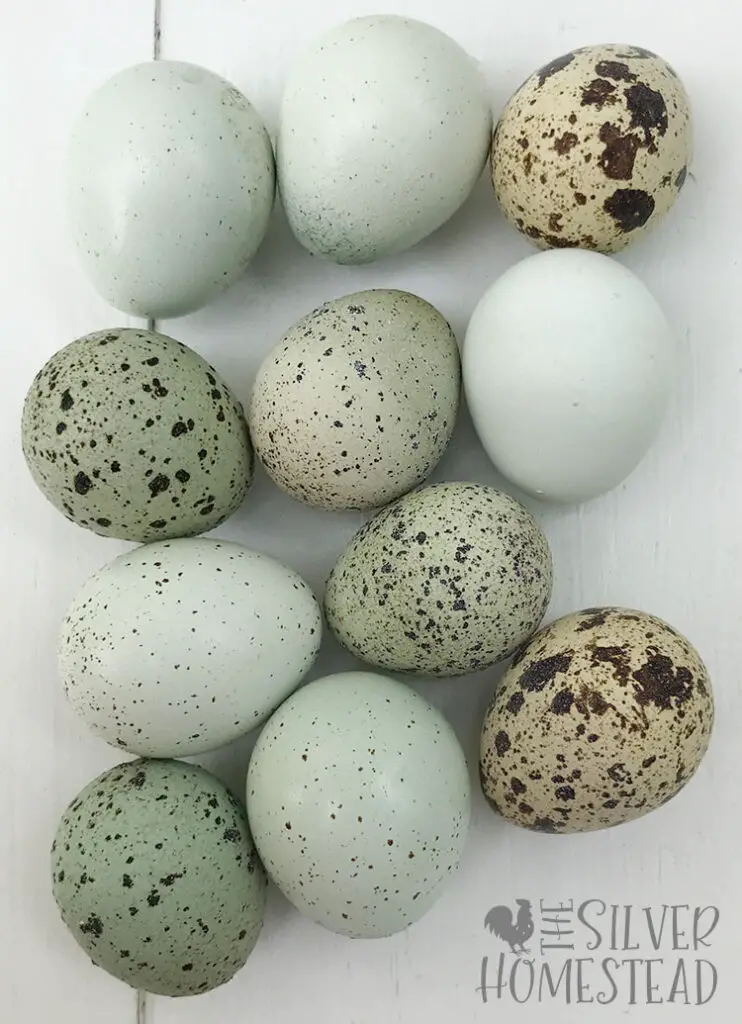 speckled celadon coturnix quail eggs