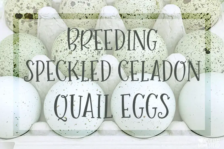 Speckled Celadon Quail Eggs