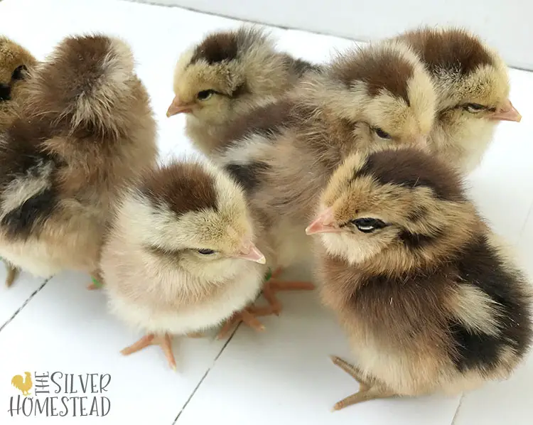 7 brown chicks with fluffy faces who were bred to have muffs and a beard