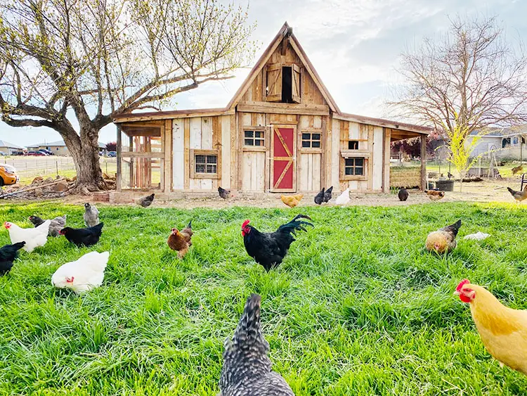 Why Chickens are Easy to Keep