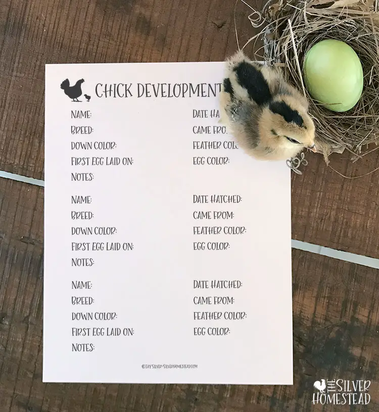 Chick Tracking Sheet