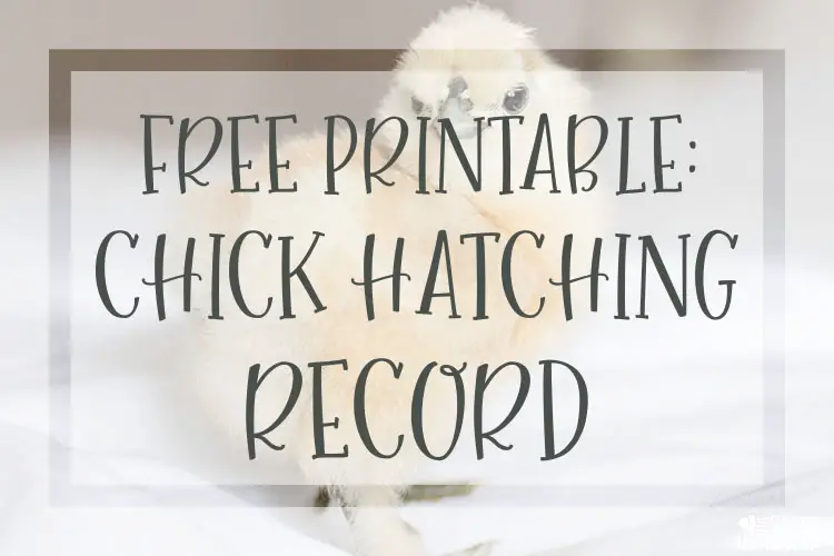 free printable chick hatching record