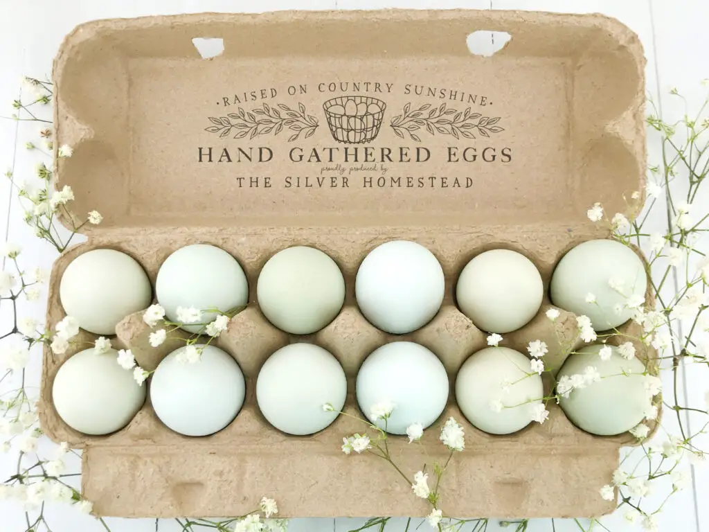Blue & green easter egger eggs
