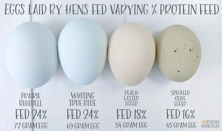 hens fed different varying percent % protein chick chicken feed layer crumbles food store bagged commercial pellets 24% 18% 16% gram egg weights too small to hatch hatching egg blue peach speckled olive eggs