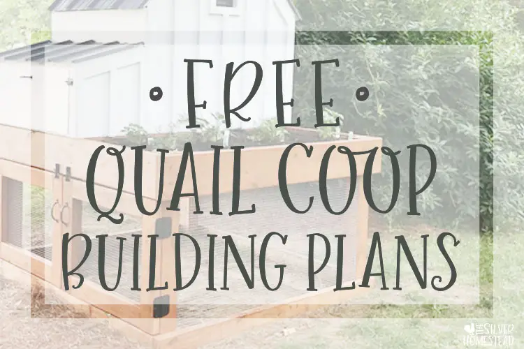 free coturnix quail coop building plans